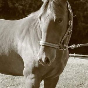 Meet your Posher, Tawny